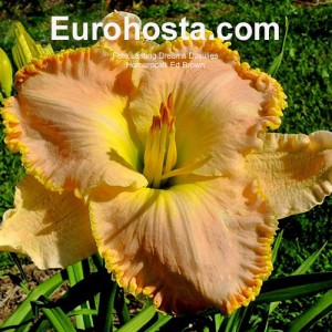 Hemerocallis Ed Brown