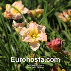 Hemerocallis Ed Brown