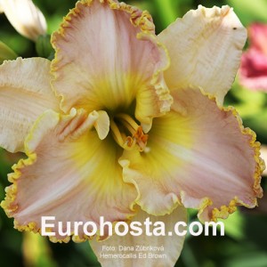 Hemerocallis Ed Brown