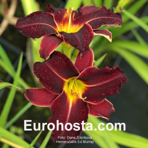 Hemerocallis Ed Murray - Eurohosta