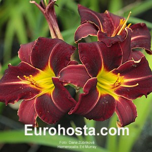 Hemerocallis Ed Murray - Eurohosta