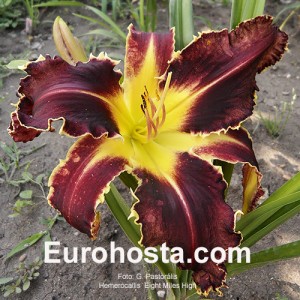 Hemerocallis Eight Miles High - Eurohosta