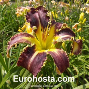 Hemerocallis Eight Miles High - Eurohosta