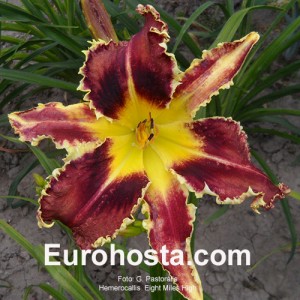 Hemerocallis Eight Miles High - Eurohosta