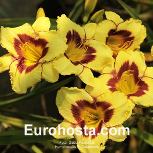 Hemerocallis El Desperado