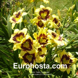 Hemerocallis El Desperado - Eurohosta