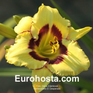 Hemerocallis El Desperado