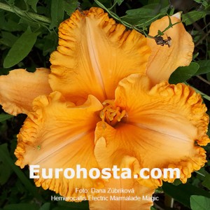 Hemerocallis Electric Marmalade Magic