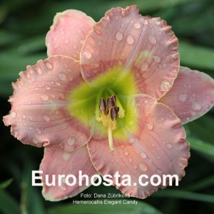 Hemerocallis Elegant Candy - Eurohosta