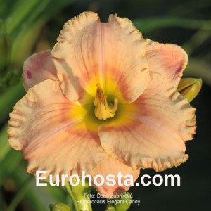 Hemerocallis Elegant Candy - Eurohosta