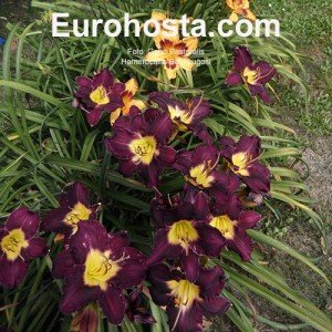 Hemerocallis Bela Lugosi - Eurohosta