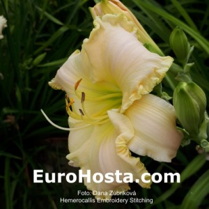 Hemerocallis Embroidery Stitching - Eurohosta