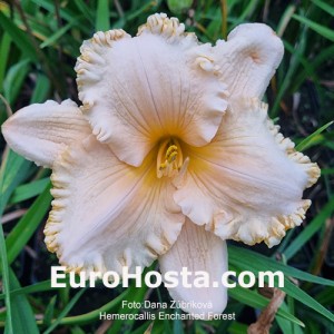 Hemerocallis Enchanted Forest - Eurohosta