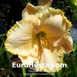 Hemerocallis Enchanted Forest - Eurohosta