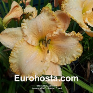 Hemerocallis Enchanted Forest - Eurohosta