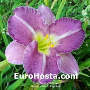Hemerocallis Entrapment - Eurohosta