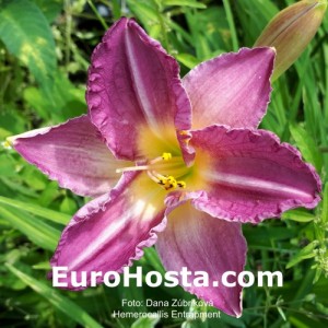 Hemerocallis Entrapment - Eurohosta