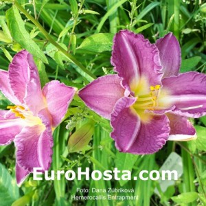 Hemerocallis Entrapment - Eurohosta