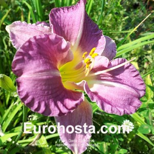 Hemerocallis Entrapment - Eurohosta