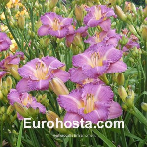 Hemerocallis Entrapment - Eurohosta