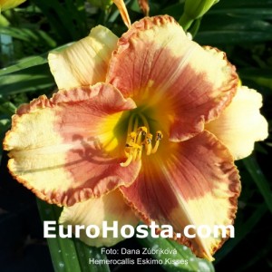 Hemerocallis Eskimo Kisses