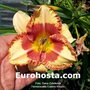 Hemerocallis Eskimo Kisses