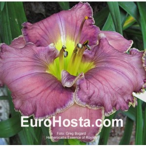 Hemerocallis Essence of Royalty