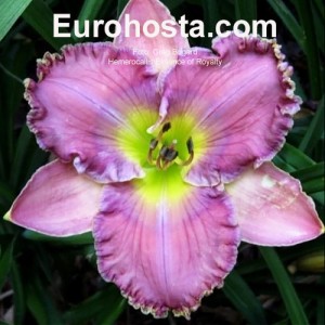 Hemerocallis Essence of Royalty