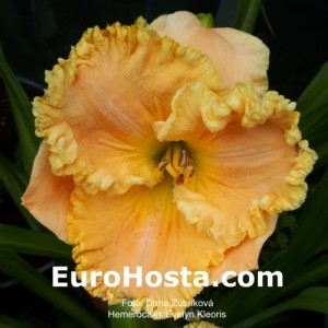 Hemerocallis Evelyn Kloeris - Eurohosta