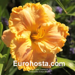 Hemerocallis Evelyn Kloeris - Eurohosta