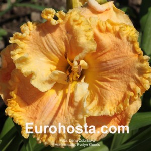 Hemerocallis Evelyn Kloeris - Eurohosta