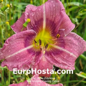 Hemerocallis Evening Prince