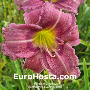 Hemerocallis Evening Prince