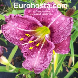 Hemerocallis Evening Prince