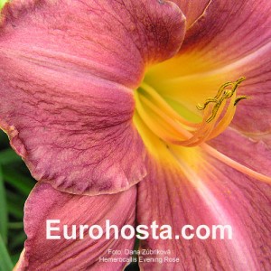 Hemerocallis Evening Rose - Eurohosta