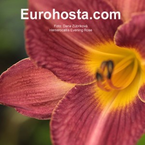 Hemerocallis Evening Rose - Eurohosta