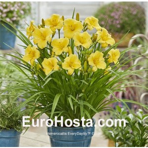 Hemerocallis EveryDaylily Gold