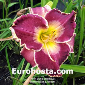 Hemerocallis Excellent