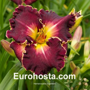 Hemerocallis Excellent - Eurohosta