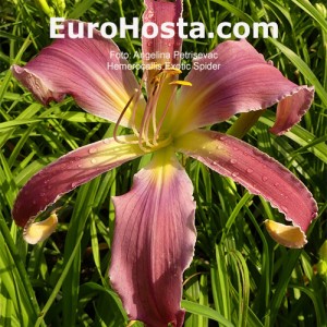 Hemerocallis Exotic Spider