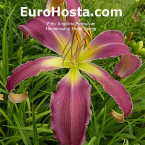 Hemerocallis Exotic Spider