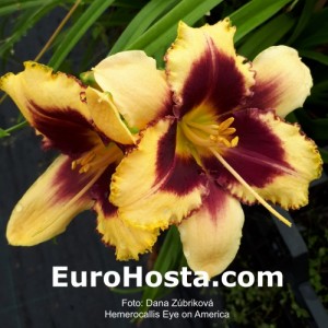 Hemerocallis Eye On America - Eurohosta