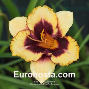 Hemerocallis Eye On America - Eurohosta