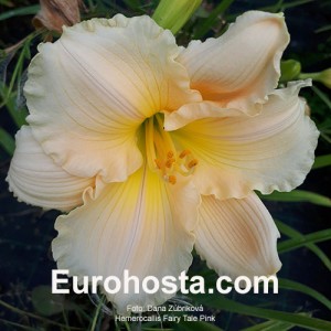 Hemerocallis Fairy Tale Pink - Eurohosta