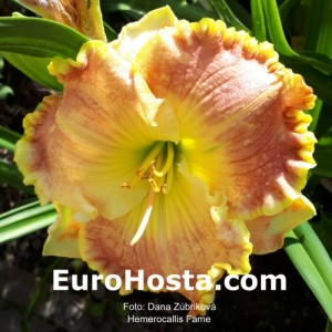 Hemerocallis Fame