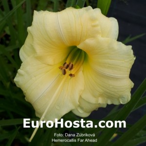 Hemerocallis Far Ahead - Eurohosta