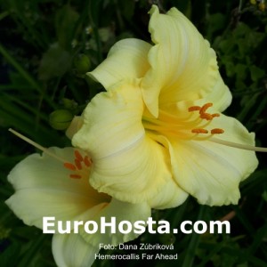 Hemerocallis Far Ahead - Eurohosta