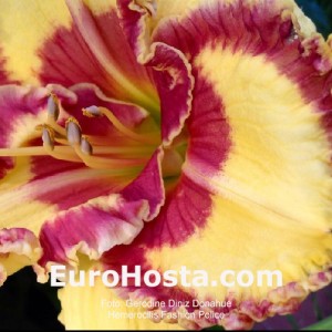 Hemerocallis Fashion Police