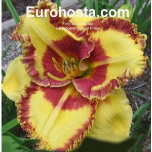 Hemerocallis Fashion Police