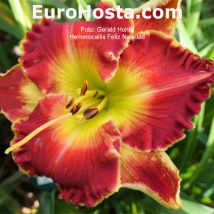 Hemerocallis Feliz Navidad